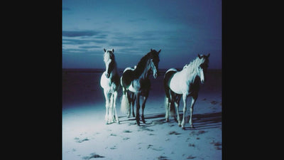 HORSES .WAV