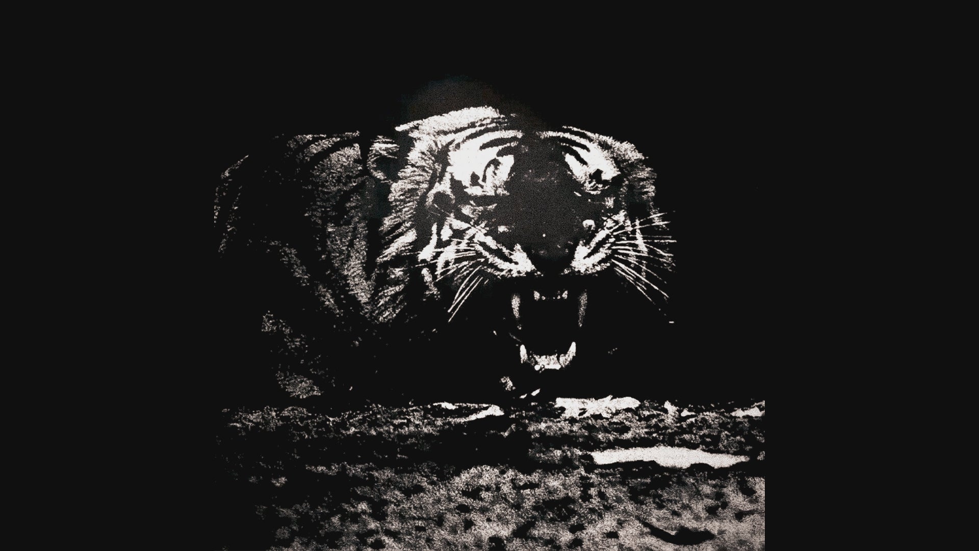 Load video: MADNESS .WAV